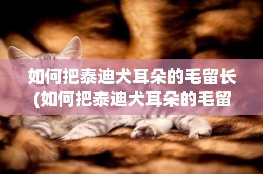 如何把泰迪犬耳朵的毛留長(如何把泰迪犬耳朵的毛留長點)