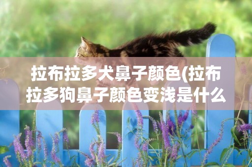 拉布拉多犬鼻子顏色(拉布拉多狗鼻子顏色變淺是什么原因)