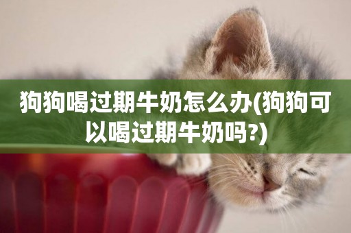 狗狗喝過期牛奶怎么辦(狗狗可以喝過期牛奶嗎?)