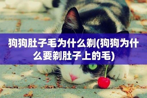狗狗肚子毛為什么剃(狗狗為什么要剃肚子上的毛)