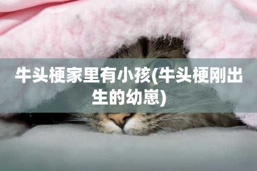 牛頭梗家里有小孩(牛頭梗剛出生的幼崽)