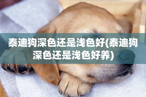 泰迪狗深色還是淺色好(泰迪狗深色還是淺色好養)