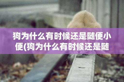 狗為什么有時候還是隨便小便(狗為什么有時候還是隨便小便呢)
