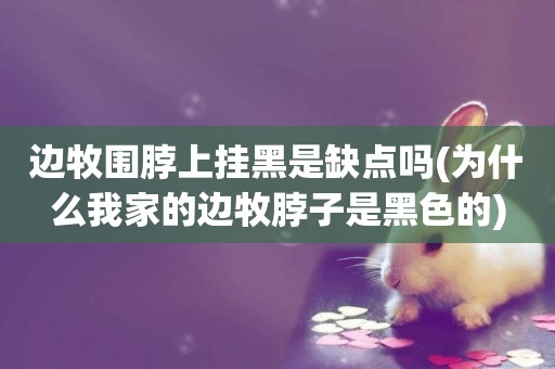 邊牧圍脖上掛黑是缺點嗎(為什么我家的邊牧脖子是黑色的)