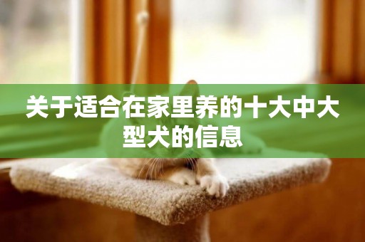關于適合在家里養的十大中大型犬的信息
