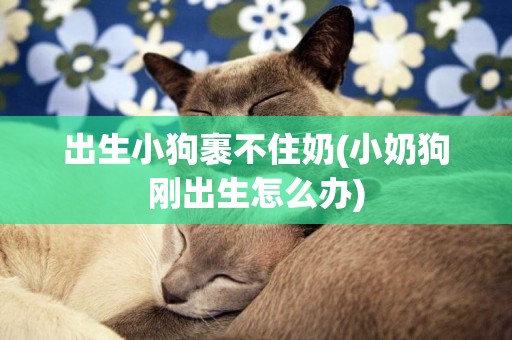 出生小狗裹不住奶(小奶狗剛出生怎么辦)
