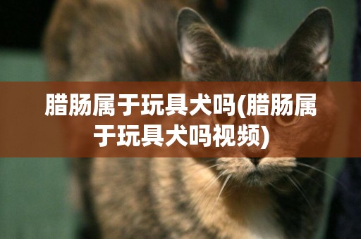 臘腸屬于玩具犬嗎(臘腸屬于玩具犬嗎視頻)