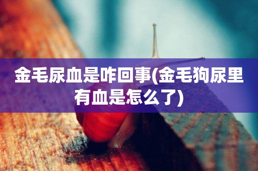 金毛尿血是咋回事(金毛狗尿里有血是怎么了)