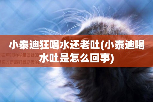 小泰迪狂喝水還老吐(小泰迪喝水吐是怎么回事)