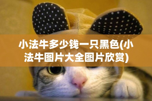 小法牛多少錢一只黑色(小法牛圖片大全圖片欣賞)