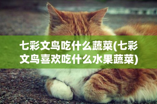 七彩文鳥吃什么蔬菜(七彩文鳥喜歡吃什么水果蔬菜)
