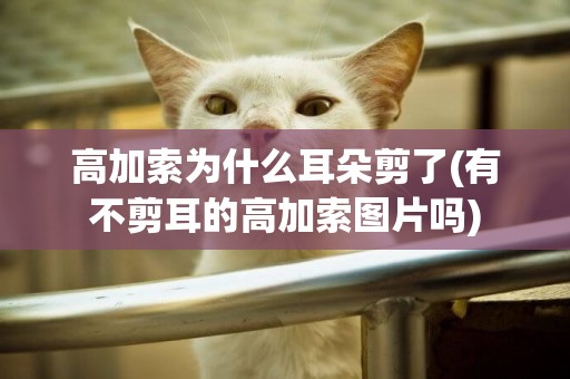 高加索為什么耳朵剪了(有不剪耳的高加索圖片嗎)
