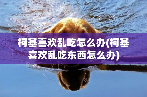 柯基喜歡亂吃怎么辦(柯基喜歡亂吃東西怎么辦)