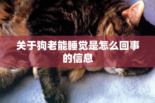 關于狗老能睡覺是怎么回事的信息