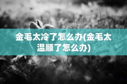 金毛太冷了怎么辦(金毛太溫順了怎么辦)