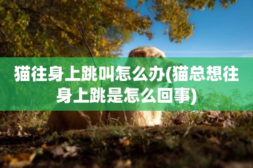 貓往身上跳叫怎么辦(貓總想往身上跳是怎么回事)