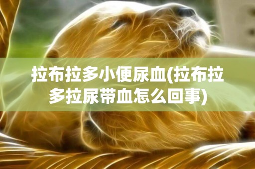 拉布拉多小便尿血(拉布拉多拉尿帶血怎么回事)
