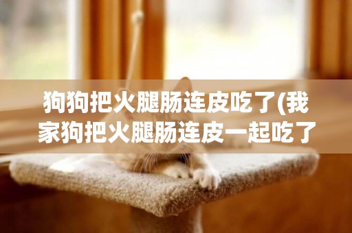 狗狗把火腿腸連皮吃了(我家狗把火腿腸連皮一起吃了)