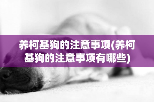 養柯基狗的注意事項(養柯基狗的注意事項有哪些)