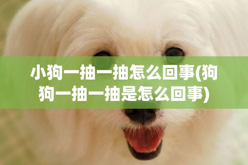 小狗一抽一抽怎么回事(狗狗一抽一抽是怎么回事)