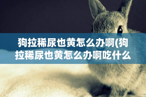 狗拉稀尿也黃怎么辦啊(狗拉稀尿也黃怎么辦啊吃什么)