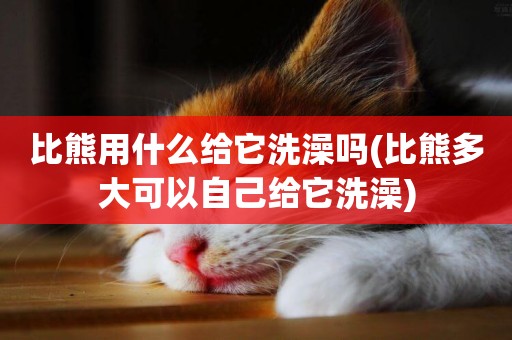 比熊用什么給它洗澡嗎(比熊多大可以自己給它洗澡)