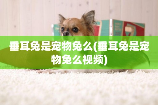 垂耳兔是寵物兔么(垂耳兔是寵物兔么視頻)