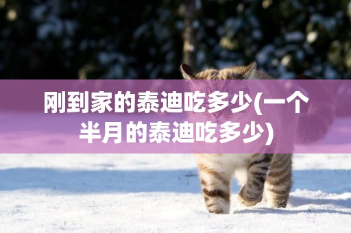 剛到家的泰迪吃多少(一個半月的泰迪吃多少)