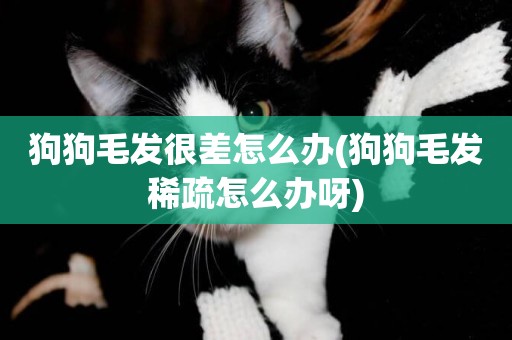 狗狗毛發很差怎么辦(狗狗毛發稀疏怎么辦呀)