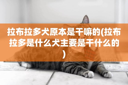 拉布拉多犬原本是干嘛的(拉布拉多是什么犬主要是干什么的)