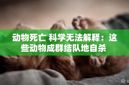 動物死亡 科學無法解釋：這些動物成群結隊地自殺 