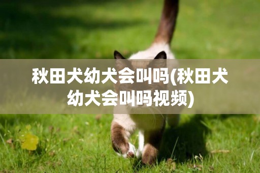 秋田犬幼犬會叫嗎(秋田犬幼犬會叫嗎視頻)