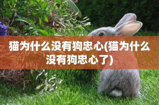 貓為什么沒有狗忠心(貓為什么沒有狗忠心了)