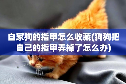 自家狗的指甲怎么收藏(狗狗把自己的指甲弄掉了怎么辦)