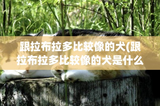 跟拉布拉多比較像的犬(跟拉布拉多比較像的犬是什么)