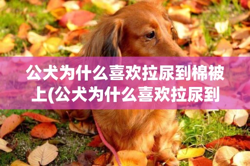 公犬為什么喜歡拉尿到棉被上(公犬為什么喜歡拉尿到棉被上呢)