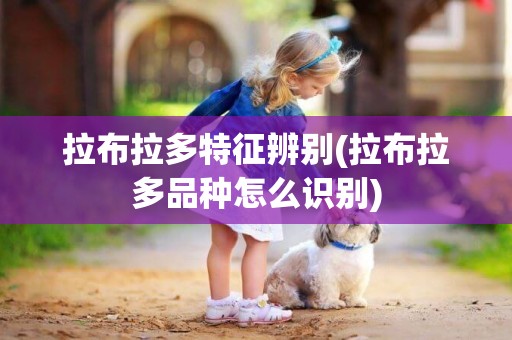 拉布拉多特征辨別(拉布拉多品種怎么識別)