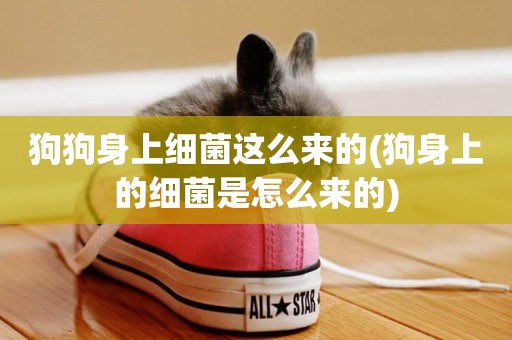 狗狗身上細菌這么來的(狗身上的細菌是怎么來的)