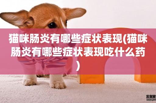 貓咪腸炎有哪些癥狀表現(貓咪腸炎有哪些癥狀表現吃什么藥)