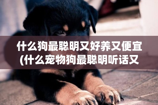 什么狗最聰明又好養又便宜(什么寵物狗最聰明聽話又不貴)