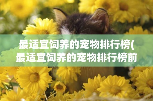 最適宜飼養的寵物排行榜(最適宜飼養的寵物排行榜前十名)
