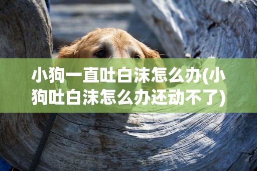 小狗一直吐白沫怎么辦(小狗吐白沫怎么辦還動不了)