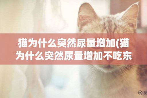 貓為什么突然尿量增加(貓為什么突然尿量增加不吃東西)