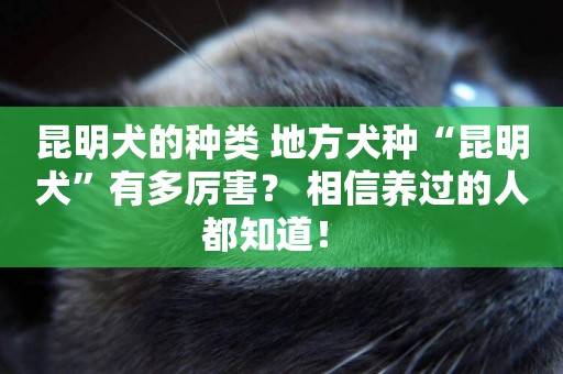 昆明犬的種類 地方犬種“昆明犬”有多厲害？ 相信養過的人都知道！ 