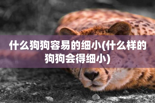 什么狗狗容易的細小(什么樣的狗狗會得細小)