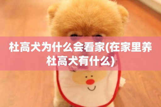 杜高犬為什么會看家(在家里養杜高犬有什么)