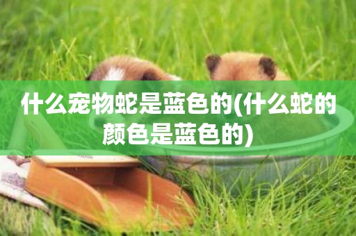 什么寵物蛇是藍色的(什么蛇的顏色是藍色的)