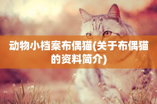 動物小檔案布偶貓(關于布偶貓的資料簡介)