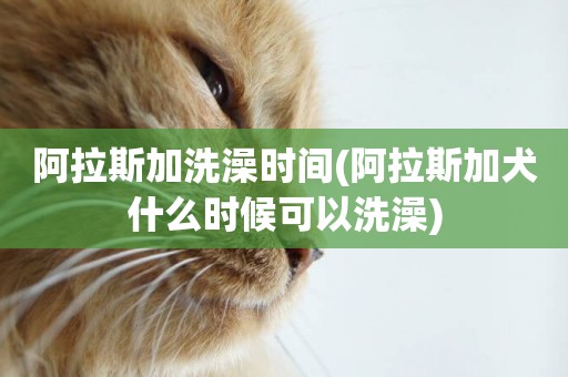 阿拉斯加洗澡時間(阿拉斯加犬什么時候可以洗澡)