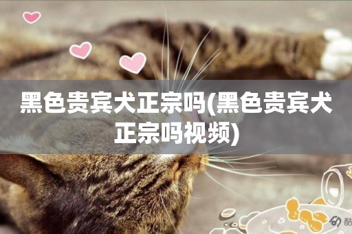 黑色貴賓犬正宗嗎(黑色貴賓犬正宗嗎視頻)